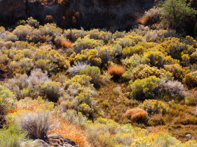 [Bush-like plants topped with yellow flowers carpet the ground.]